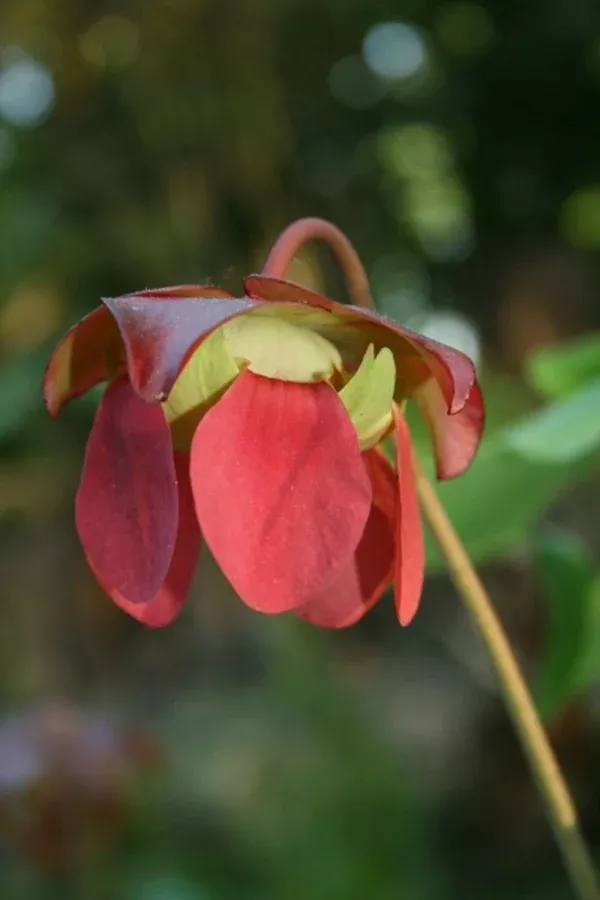Sarracenia x exornata