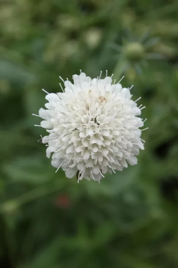 Scabiosa drakensbergensis