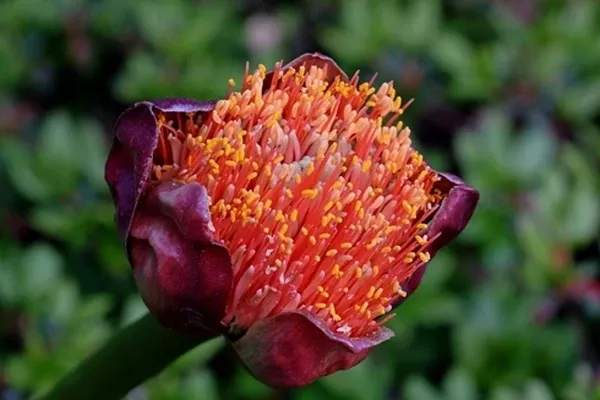 Scadoxus puniceus 'Windvogel Mountain'