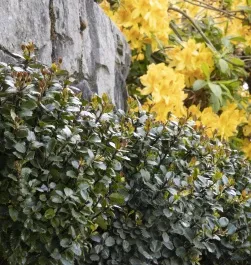 Scallywag Holly