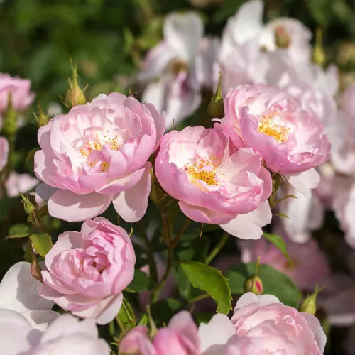 Scarborough Fair English Shrub Rose