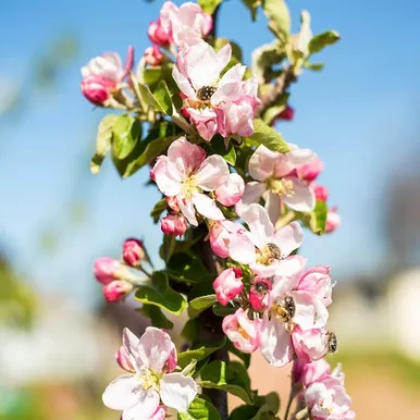 Scarlet Sentinel Columnar Apple Fruit Tree