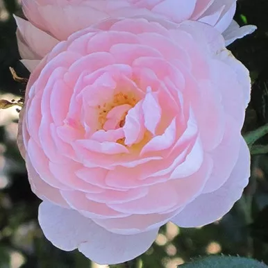 Scepter'd Isle David Austin Rose