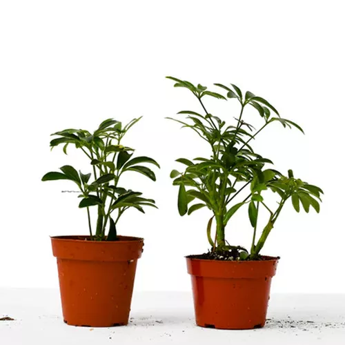 Schefflera Plants Variety Pack