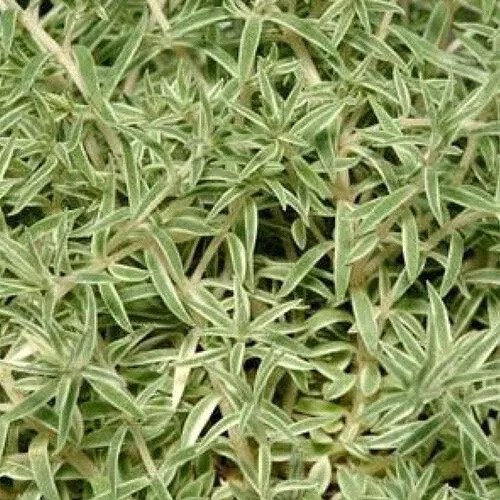 Sea Urchin Sedum