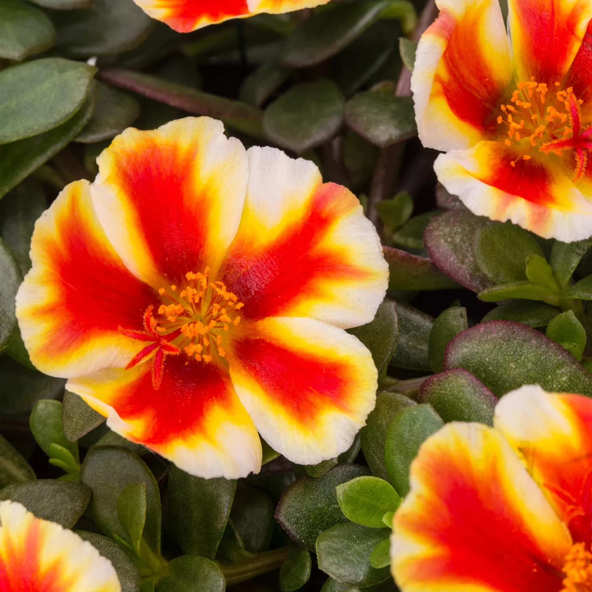 Seaglass™ Mango Mojito Purslane