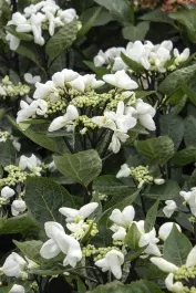 Seaside Serenade Glacier Bay Hydrangea
