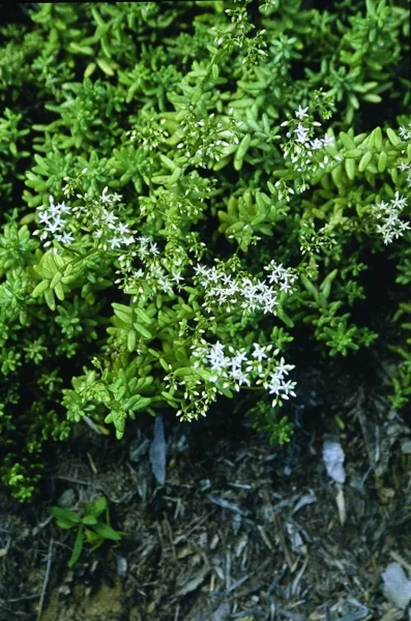 Sedum album 'France'
