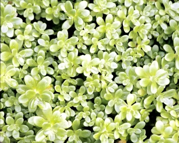 Sedum confusum