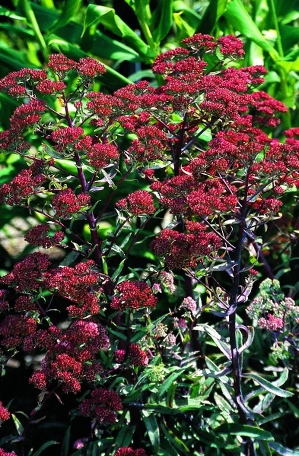 Sedum 'Garnet Brocade' PP 16,350