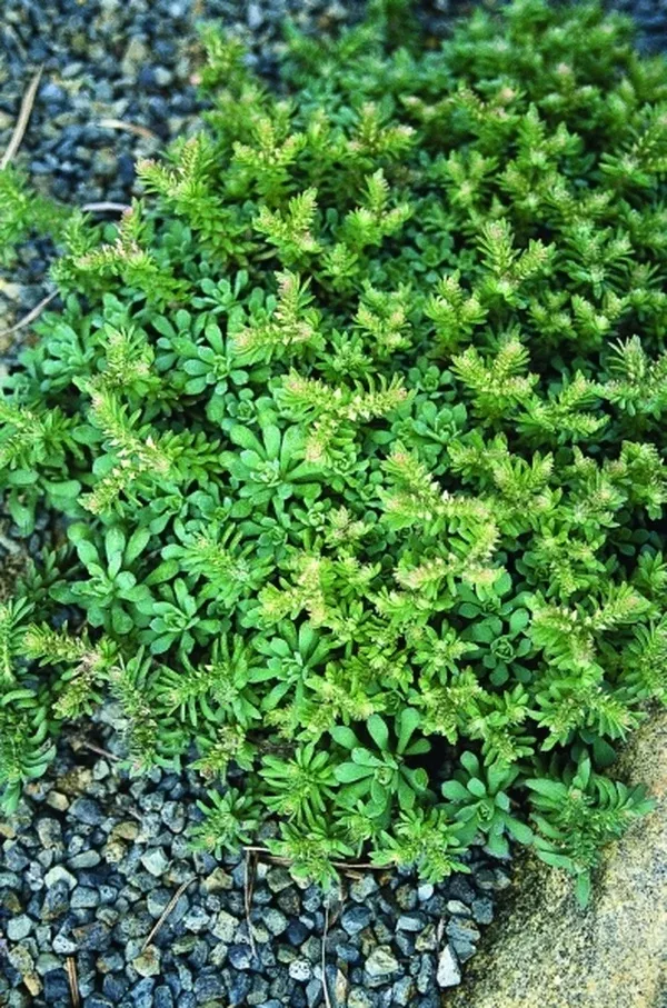 Sedum glaucophyllum coll. #A2VA-063