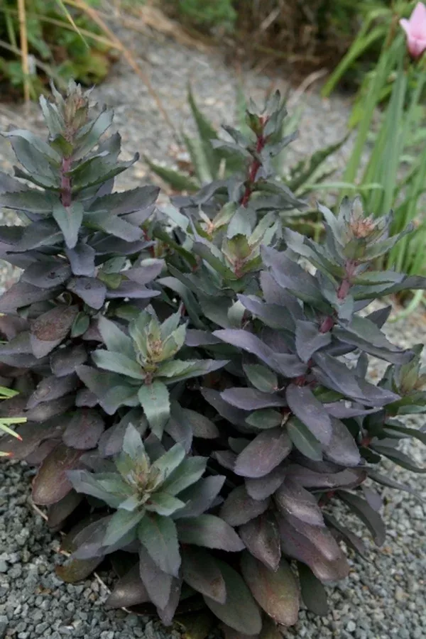 Sedum 'Jose Aubergine'