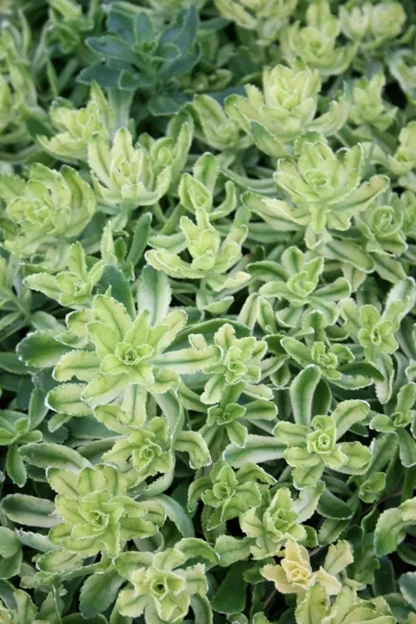 Sedum kamtschaticum 'Sweet and Sour'