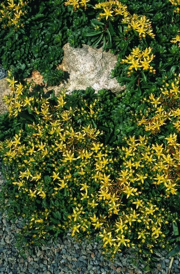 Sedum kamtschaticum var. floriferum