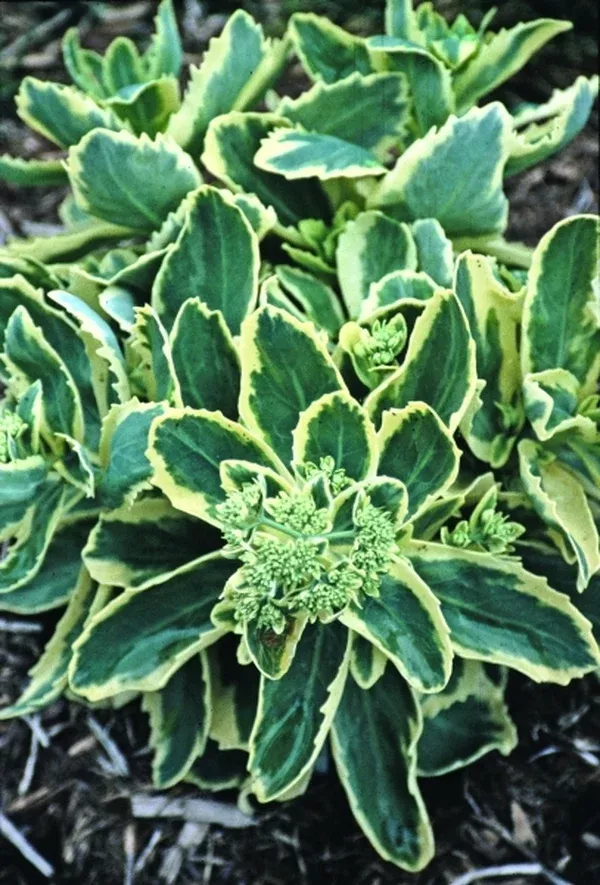 Sedum 'Lajos' PP 14,421