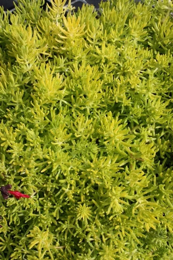 Sedum mexicanum 'Lemon Ball'