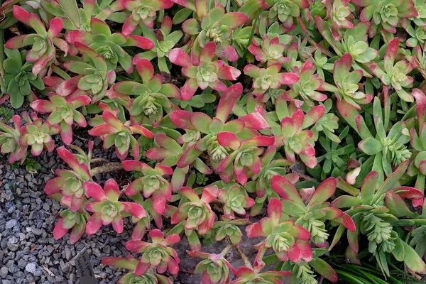 Sedum palmeri 'Mendoza'