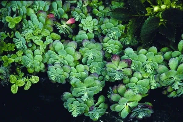 Sedum palmeri