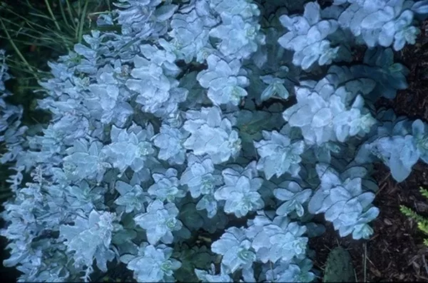 Sedum telephium ssp. ruprechtii 'Hab Gray'