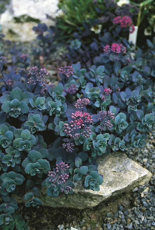 Sedum telephium 'Sunset Cloud'