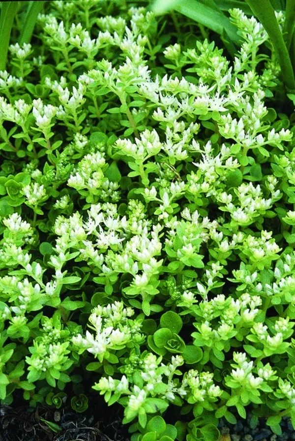 Sedum ternatum coll. #A11NC-112