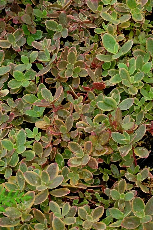 Sedum 'Wildfire' PP 28,621