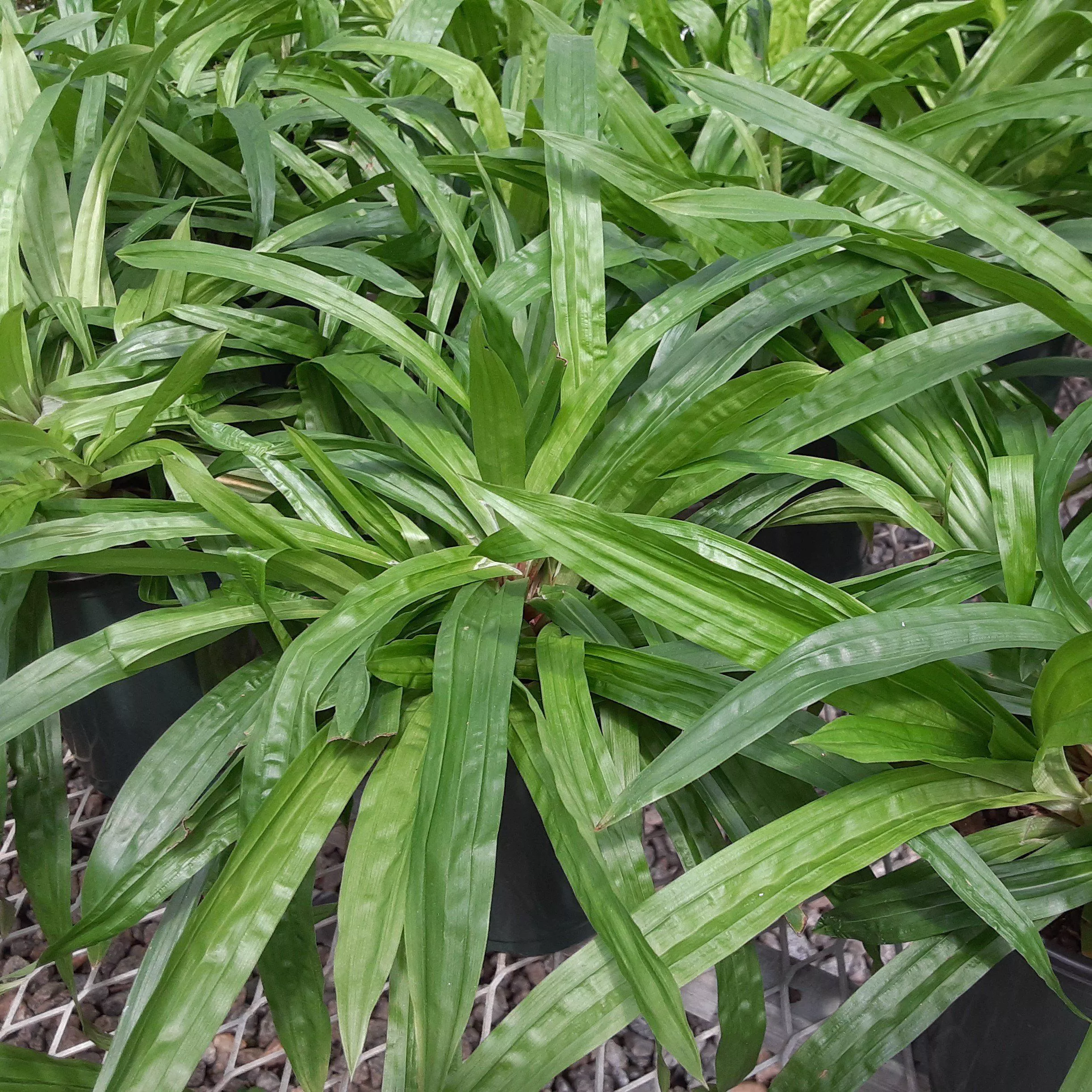 Seersucker Sedge