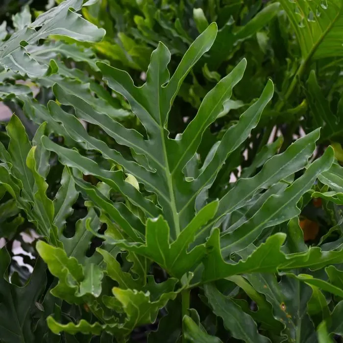 Selloum/Hope Philodendron