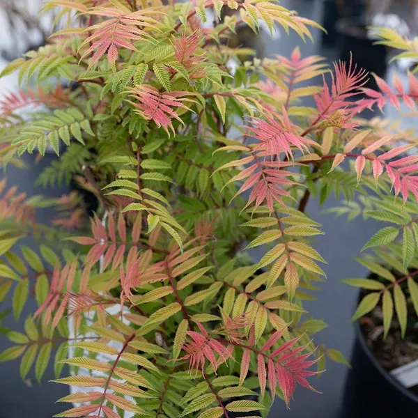 Sem False Spiraea