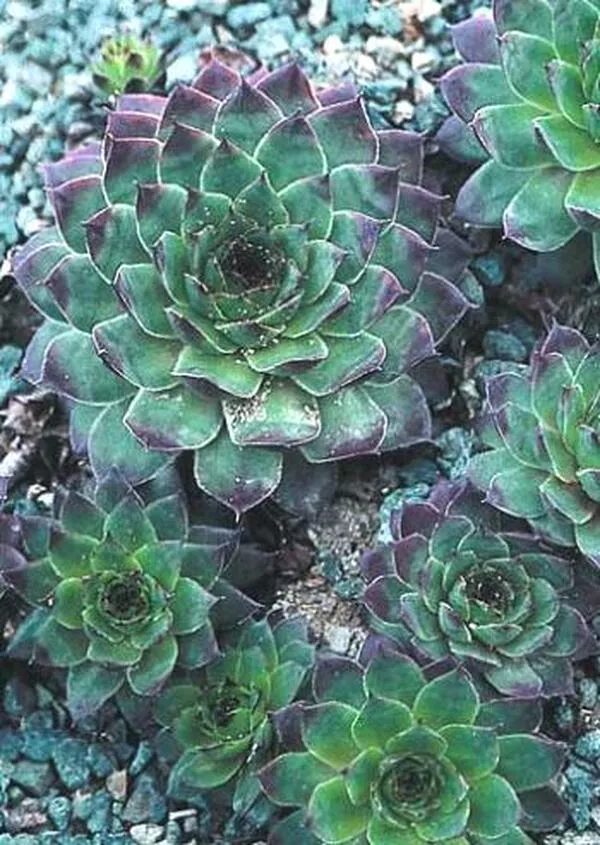 Sempervivum 'Carmen'