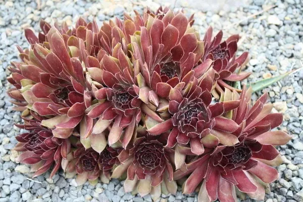 Sempervivum 'Oh My'