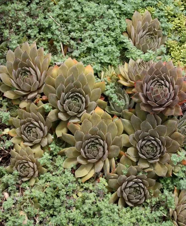 Sempervivum 'Unicorn'