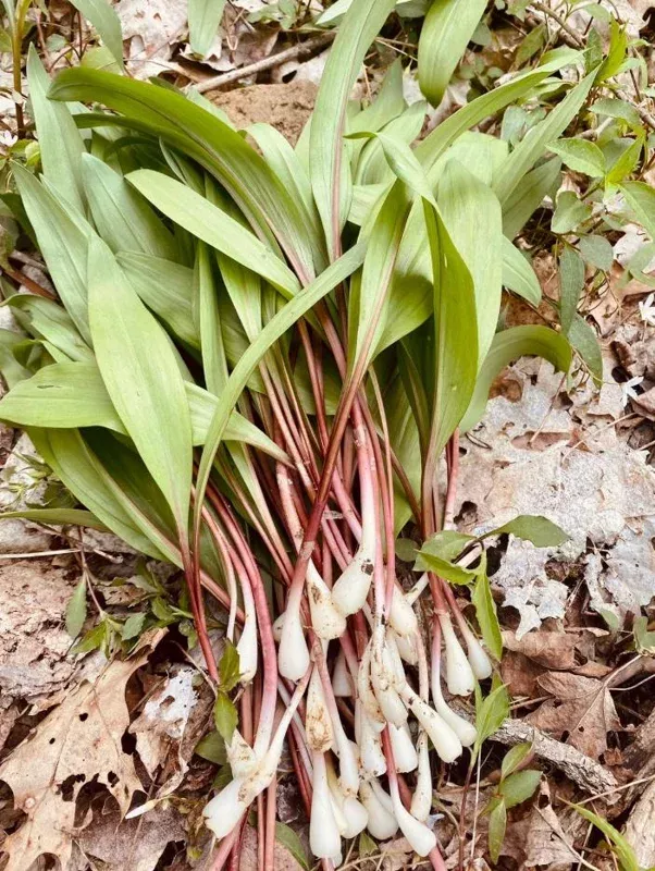Set of 20 Ramps Bulbs for Planting – Wild Leek Allium Tricoccum – Perennial Onion Plants for Outdoor Garden