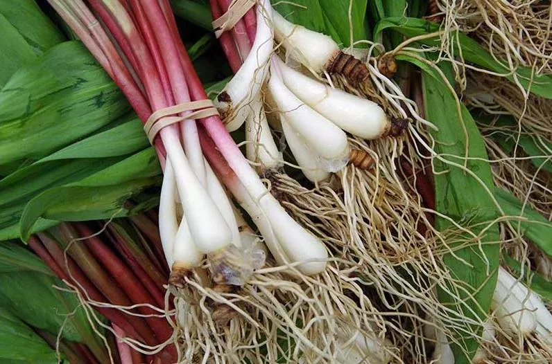 Set 5 Ramps Bulbs for Planting – Wild Leek Allium Tricoccum Perennial Onion