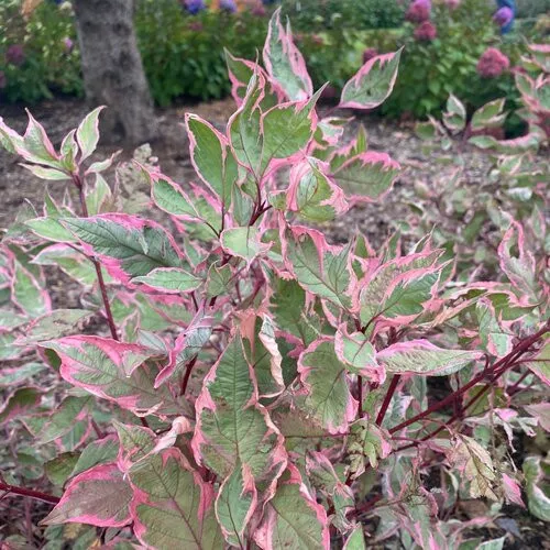 Sgt. Pepper Dogwood