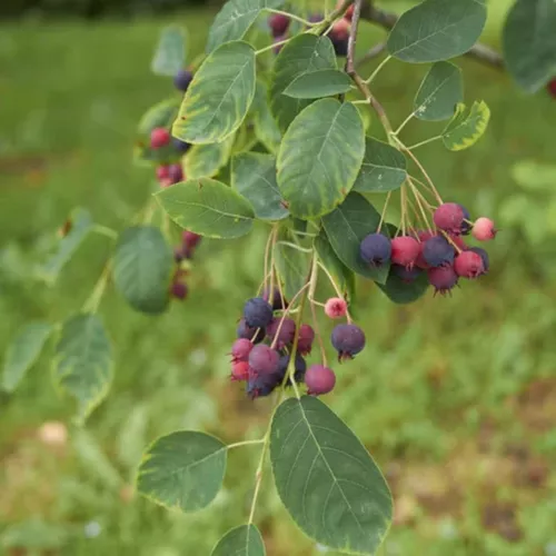 Shadblow Serviceberry