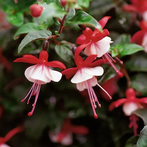 Shadow Dancers Betty Fuchsia