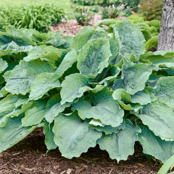 Shadowland Diamond Lake Hosta Pw #1 PW Cont