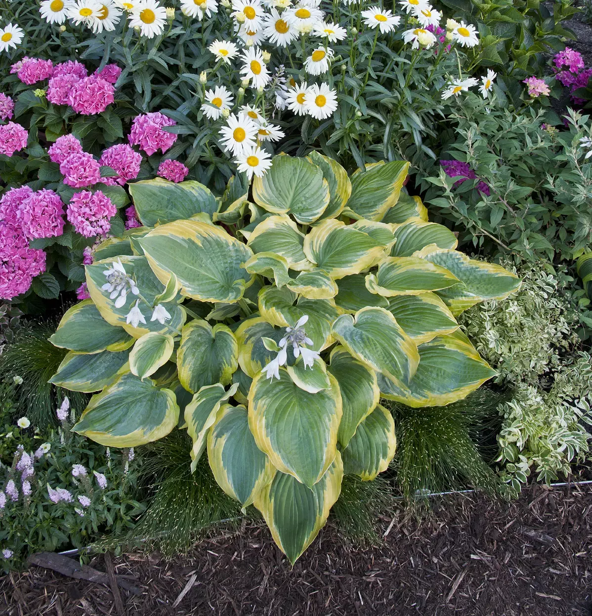 Shadowland Seducer Hosta