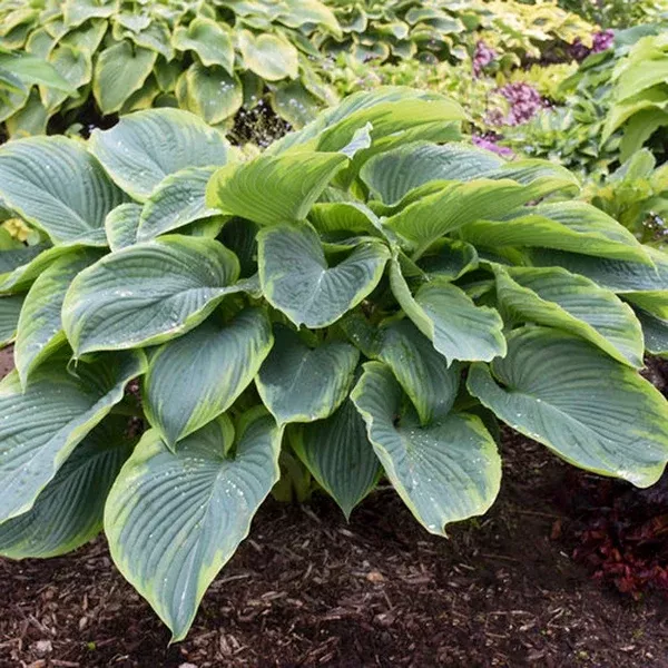 Shadowland Wu-La-La Hosta Pw #1 PWCont