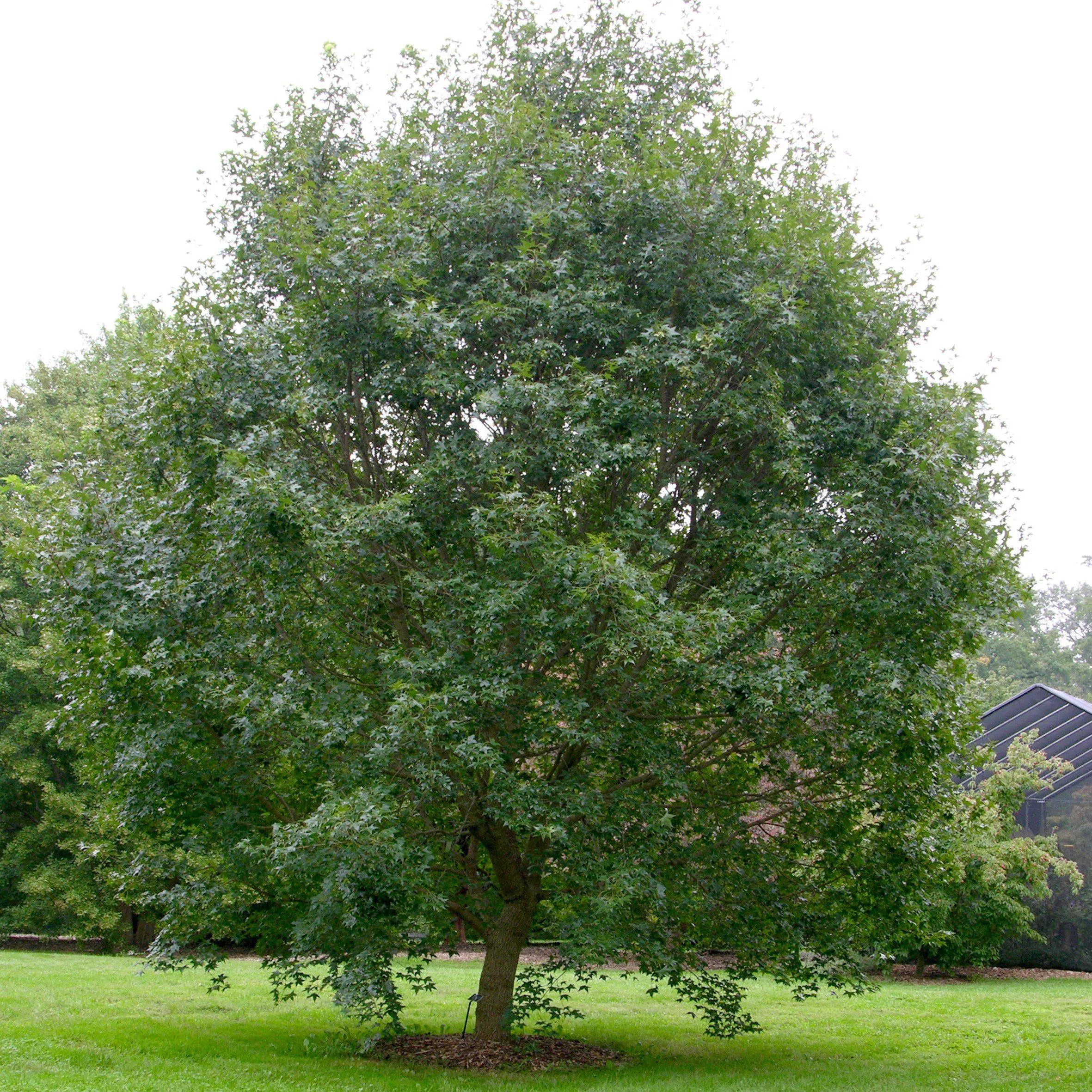 Shantung Maple