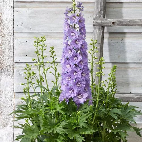 Shelby Bee Delphinium