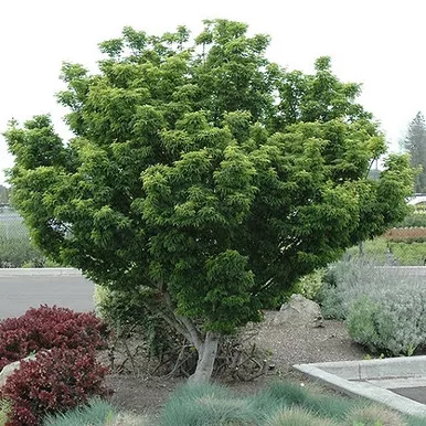 Shishigashira Japanese Maple