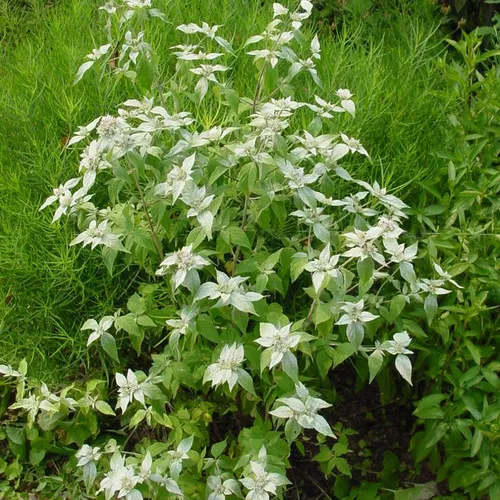 Short Toothed Mountain Mint