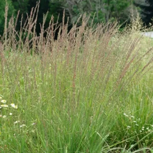 Sideoats Grama