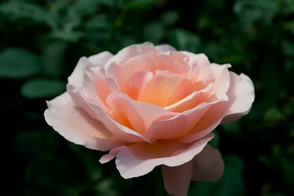 Sight Saver Hybrid Tea Rose