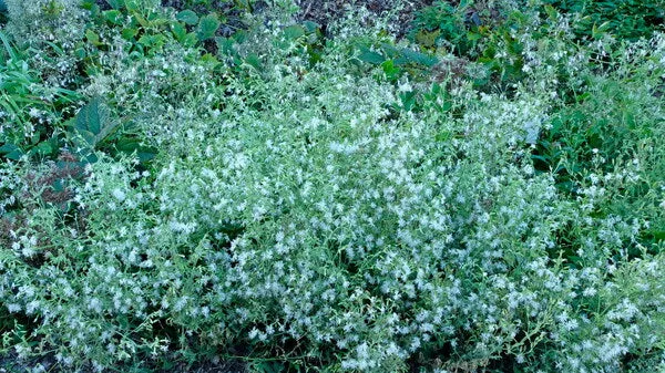 Silene ovata