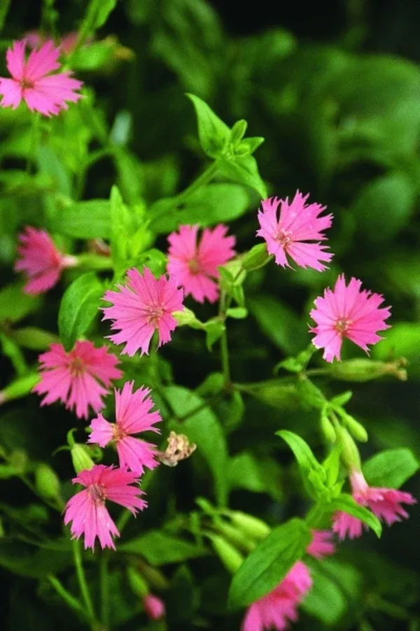 Silene 'Rockin' Robin'