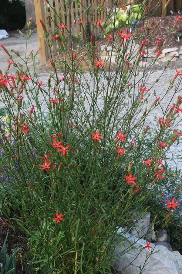 Silene subciliata