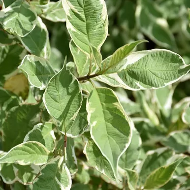 Silver Edge Dogwood